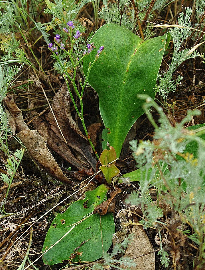 Image of Limonium tomentellum specimen.