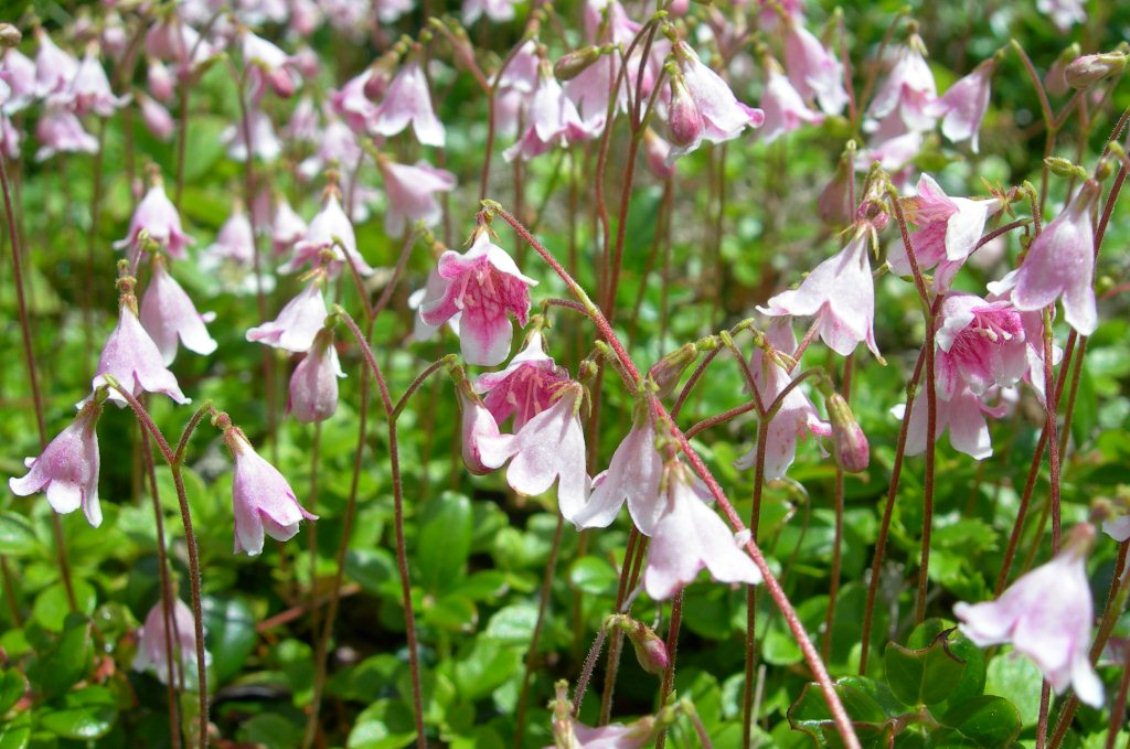 Image of Linnaea borealis specimen.