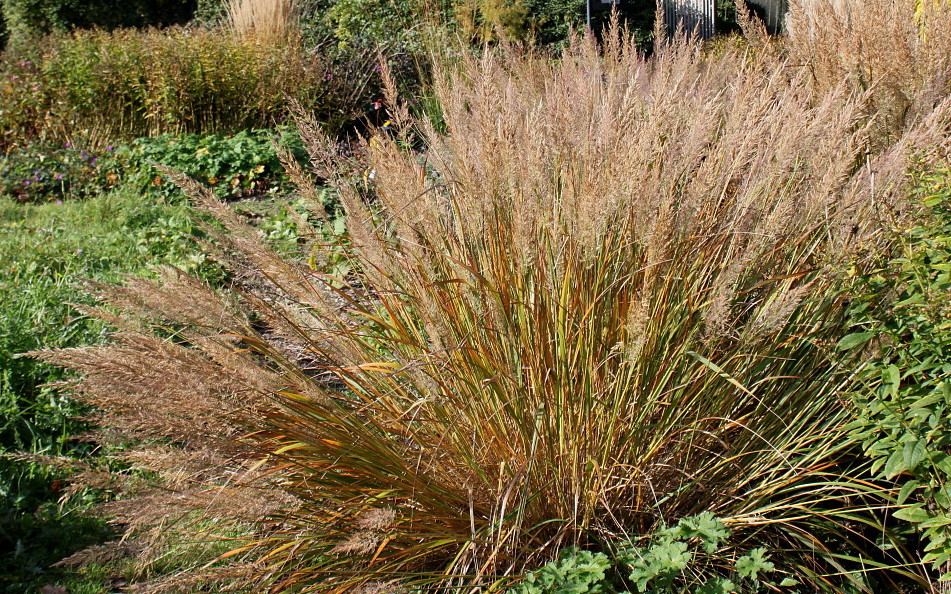 Image of Calamagrostis brachytricha specimen.
