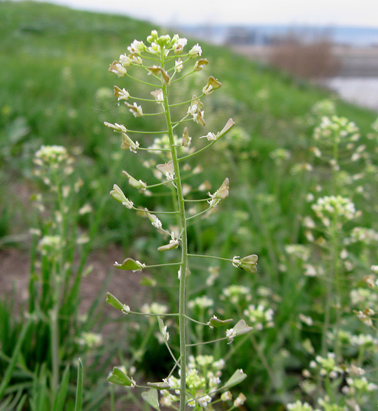 Изображение особи Capsella bursa-pastoris.