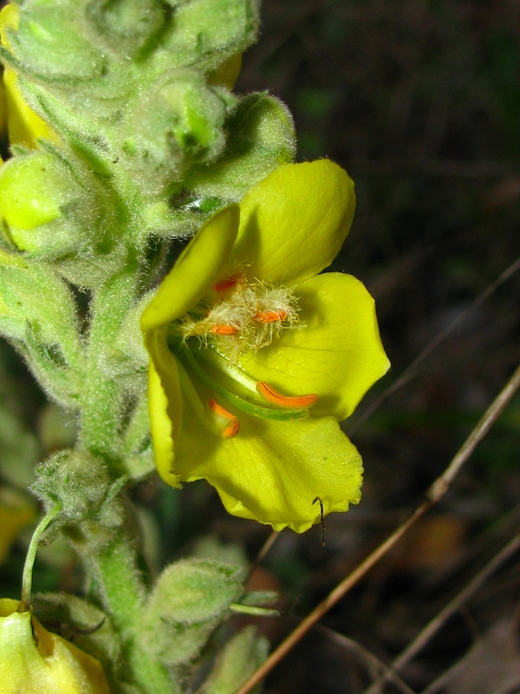 Изображение особи Verbascum densiflorum.