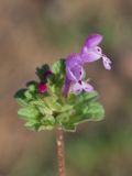 Lamium amplexicaule