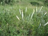 Dianthus elongatus