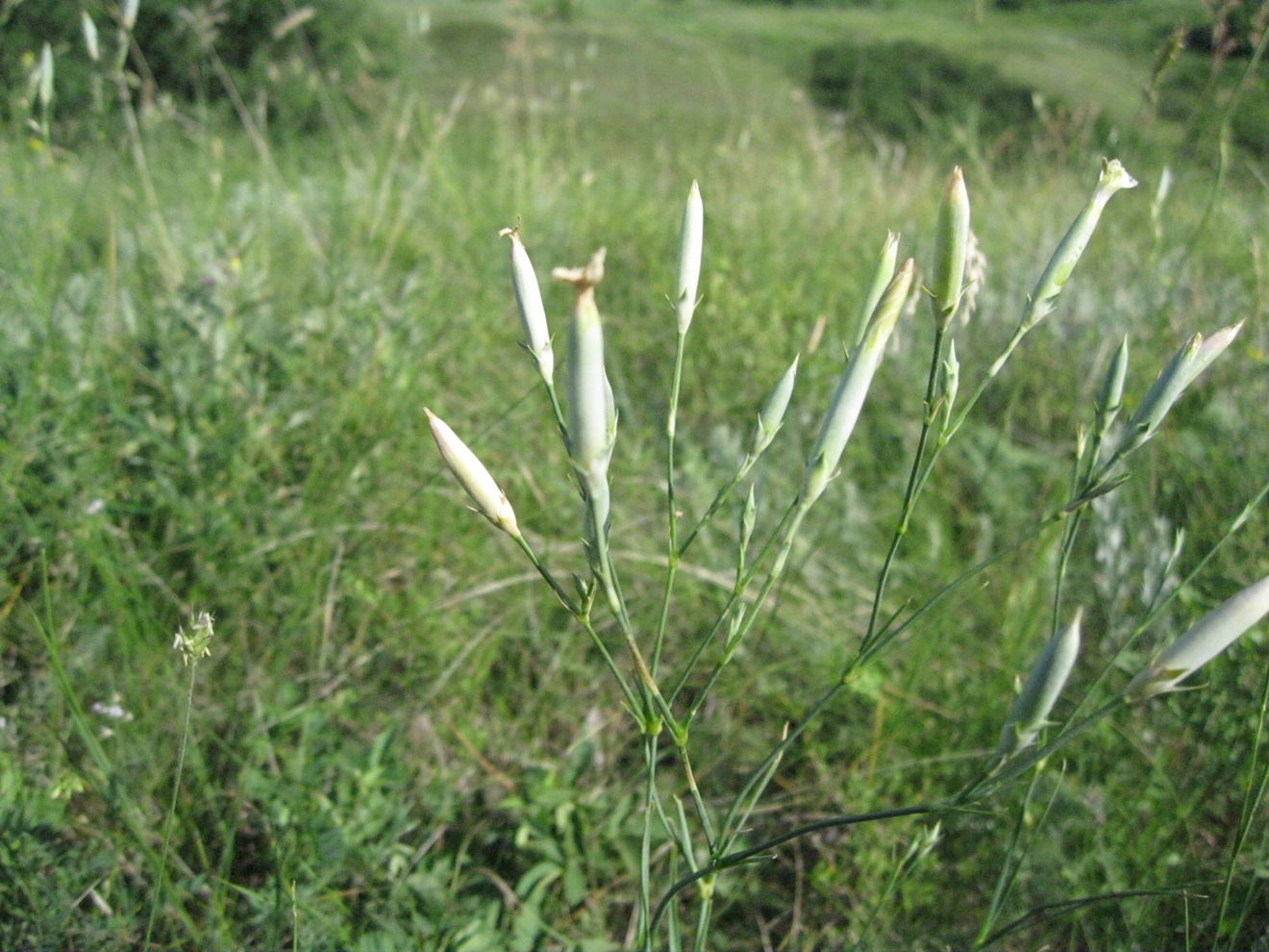 Image of Dianthus elongatus specimen.