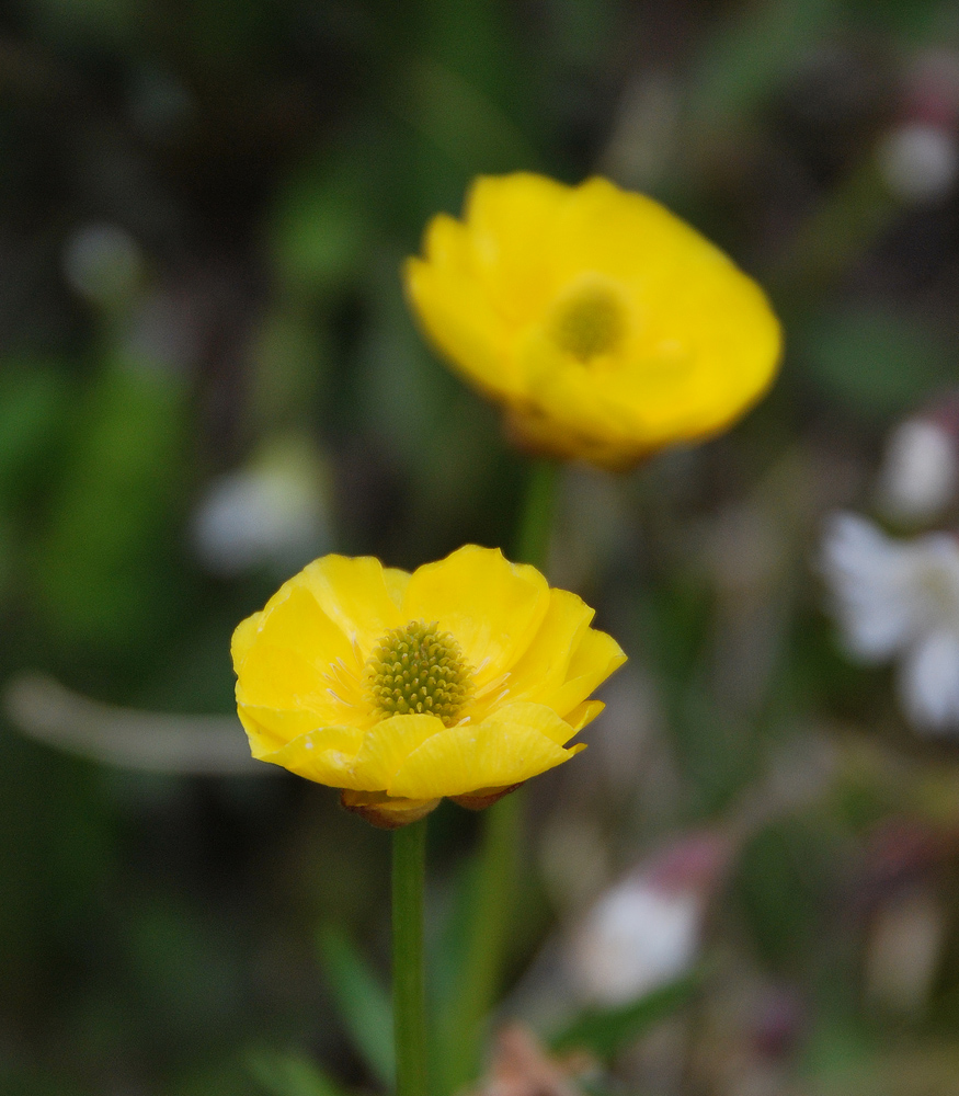 Image of Ranunculus lasiocarpus specimen.