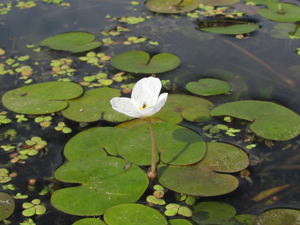 Image of Hydrocharis morsus-ranae specimen.