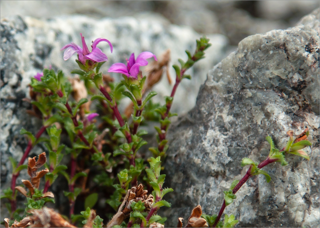 Изображение особи Saxifraga oppositifolia.