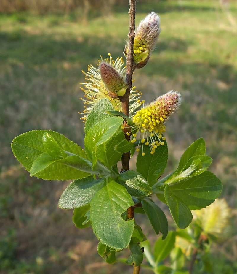 Изображение особи Salix hexandra.