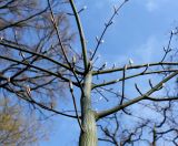 Acer capillipes