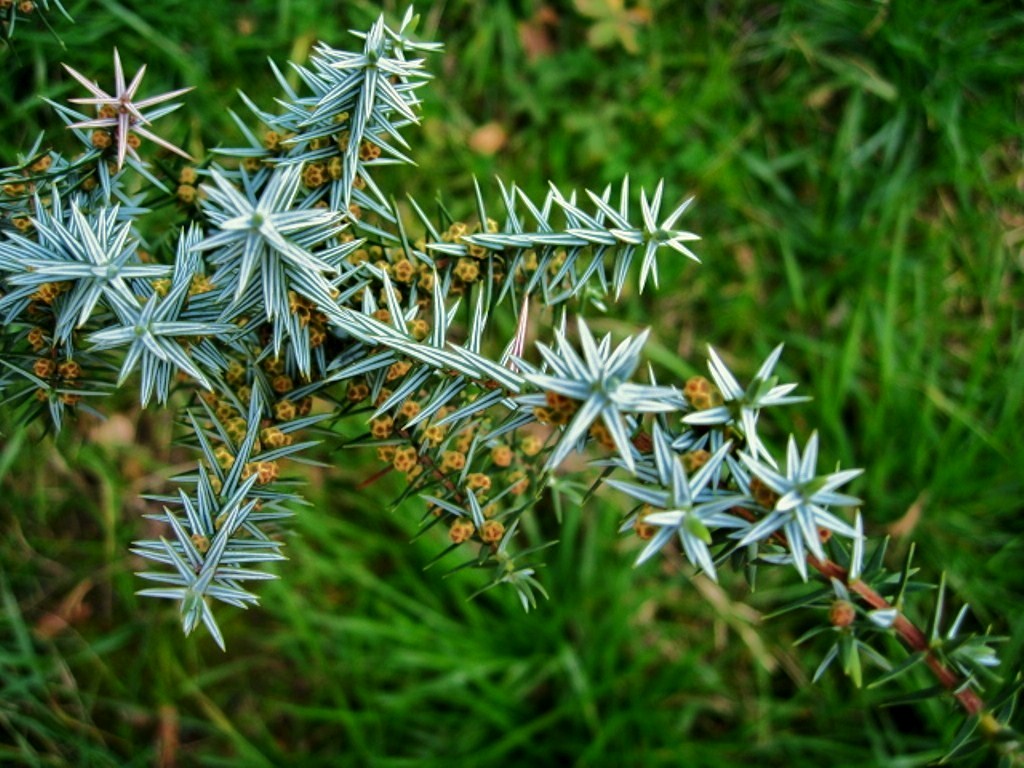 Image of Juniperus cedrus specimen.