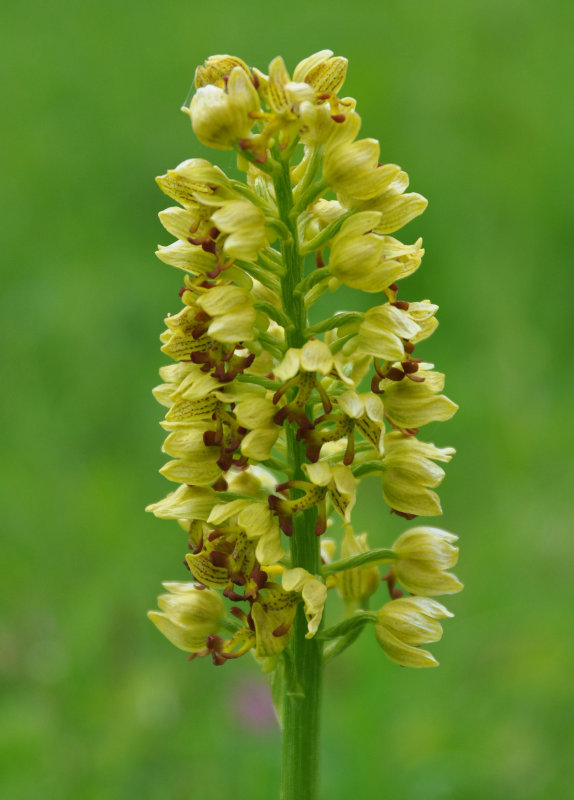 Image of Orchis punctulata specimen.