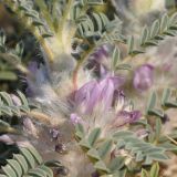 Astragalus thracicus