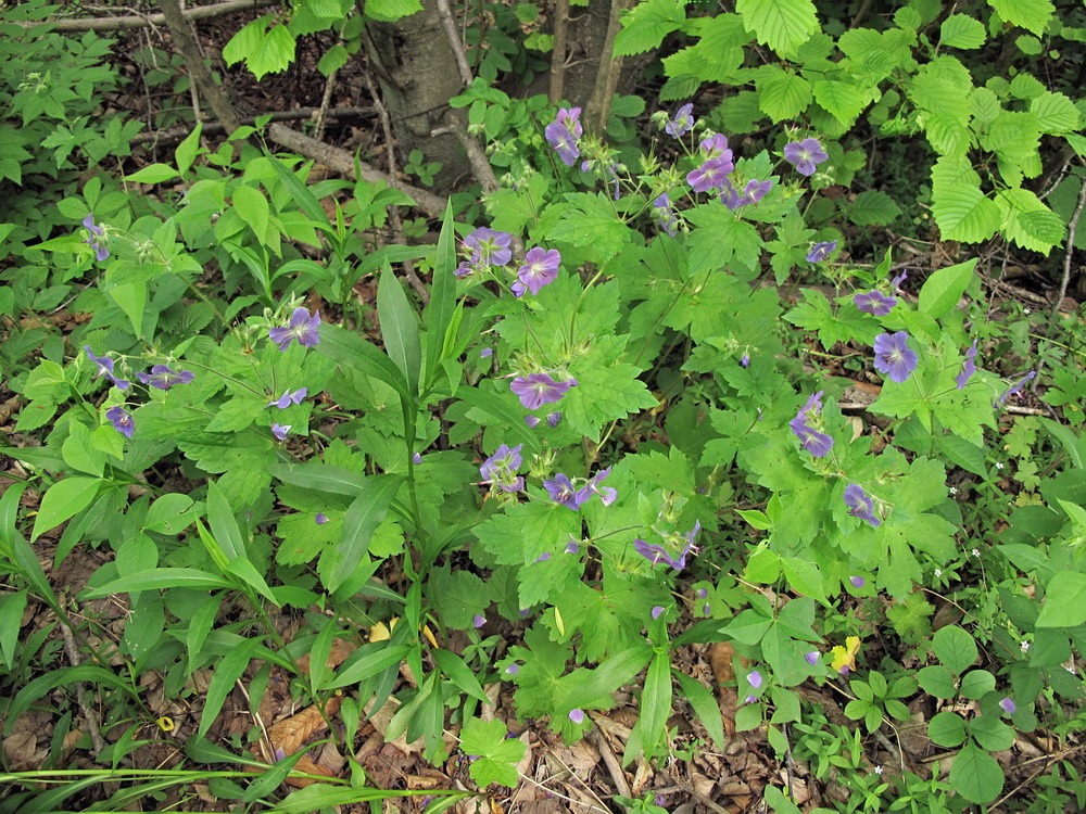 Image of Geranium platyanthum specimen.