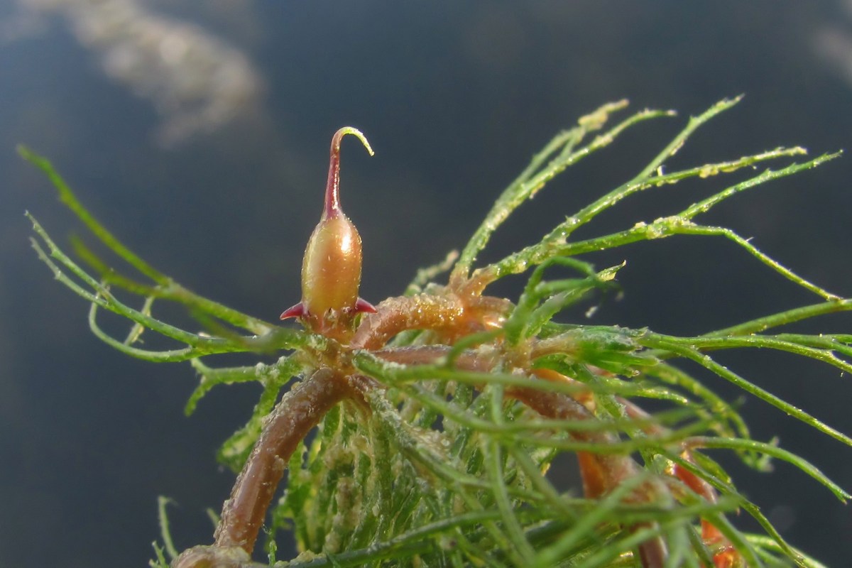 Image of Ceratophyllum demersum specimen.