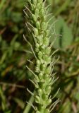 Plantago cornuti