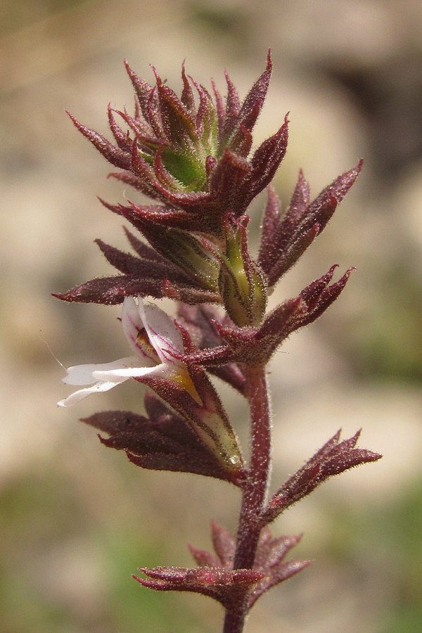 Изображение особи Euphrasia taurica.