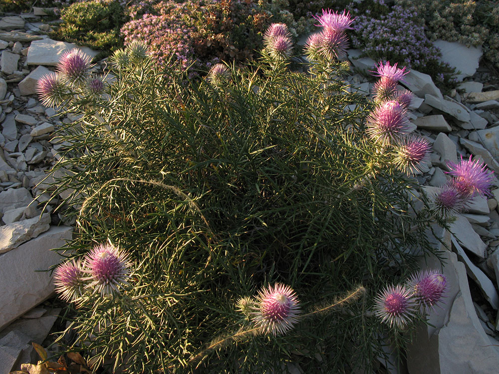 Image of Lamyra echinocephala specimen.