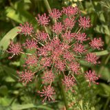 Daucus carota. Расцветающее соцветие. Украина, Закарпатская обл., Свалявский р-н, луг возле с. Солочин. 31 июля 2013 г.