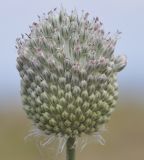 Allium подвид sardoum