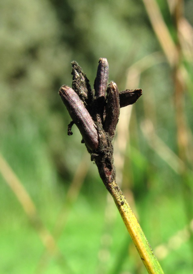 Image of Eleocharis palustris specimen.