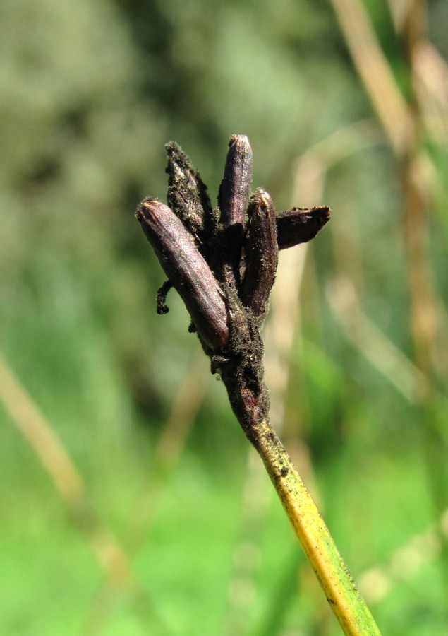 Изображение особи Eleocharis palustris.