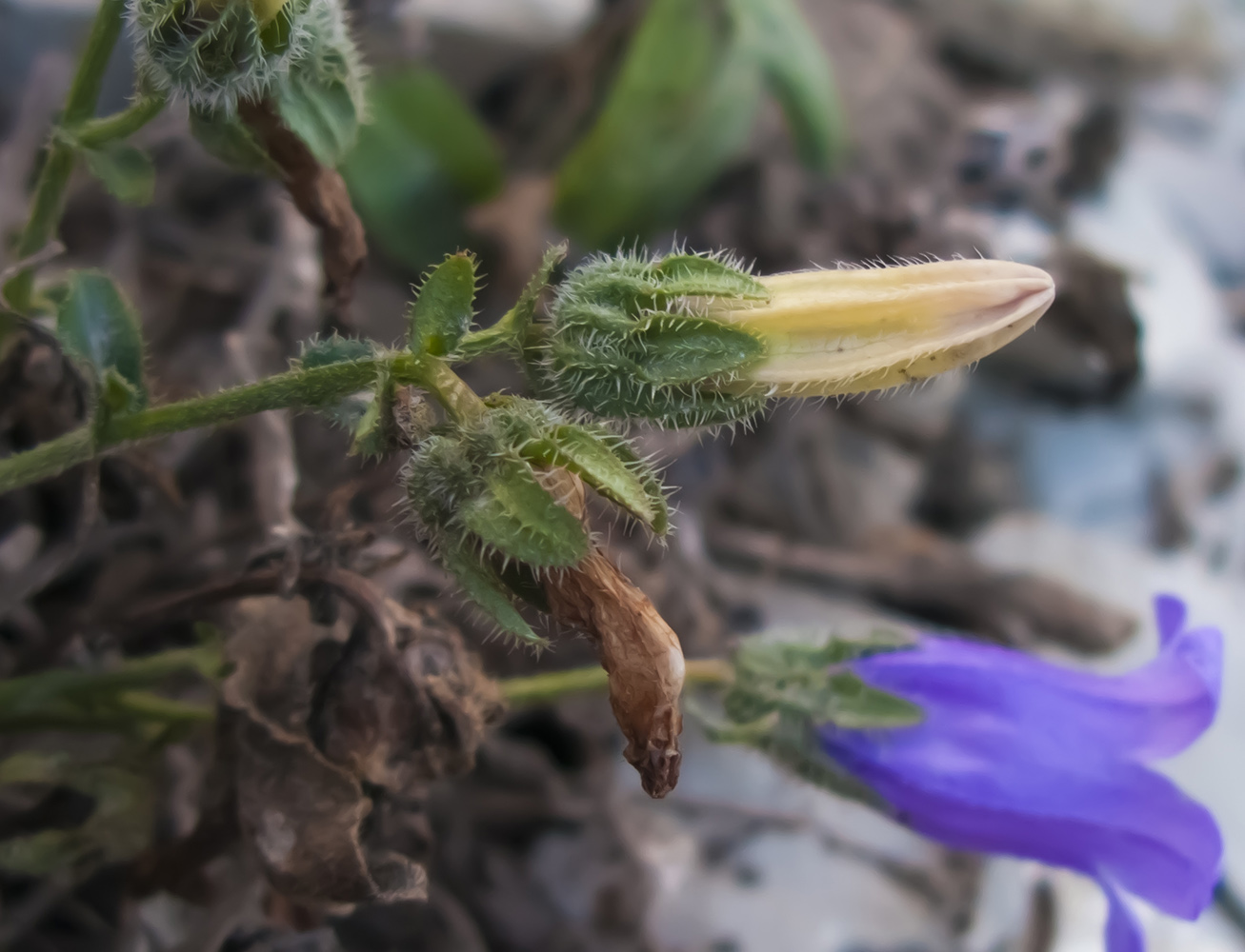 Изображение особи Campanula komarovii.