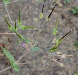 Erodium manescavi