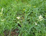 Aconogonon alpinum