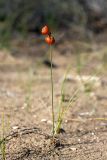 Carex physodes. Плодоносящее растение. Южный Казахстан, восточная граница пустыни Кызылкум. 04.05.2013.