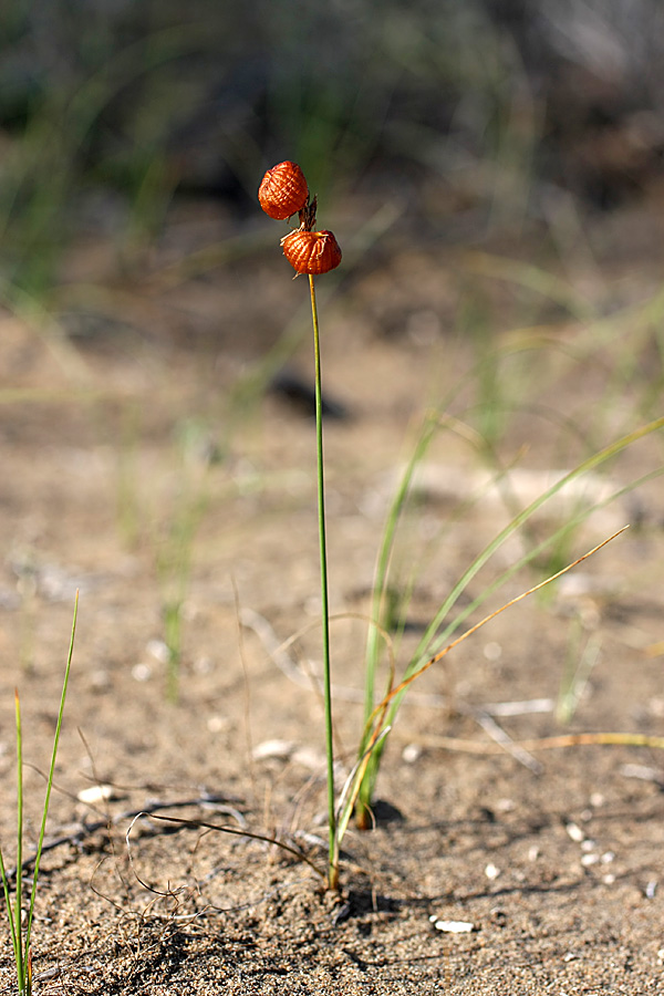 Изображение особи Carex physodes.