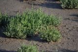 Salicornia perennans