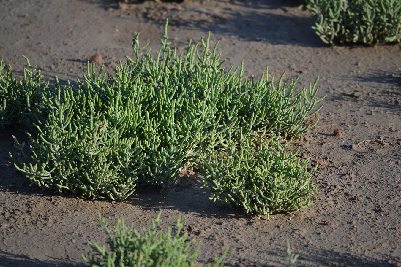 Image of Salicornia perennans specimen.