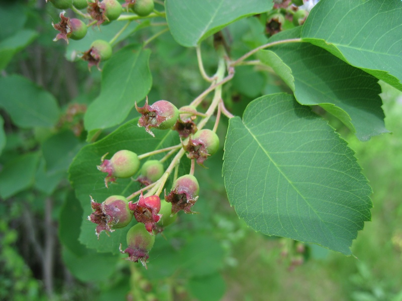 Image of Amelanchier alnifolia specimen.