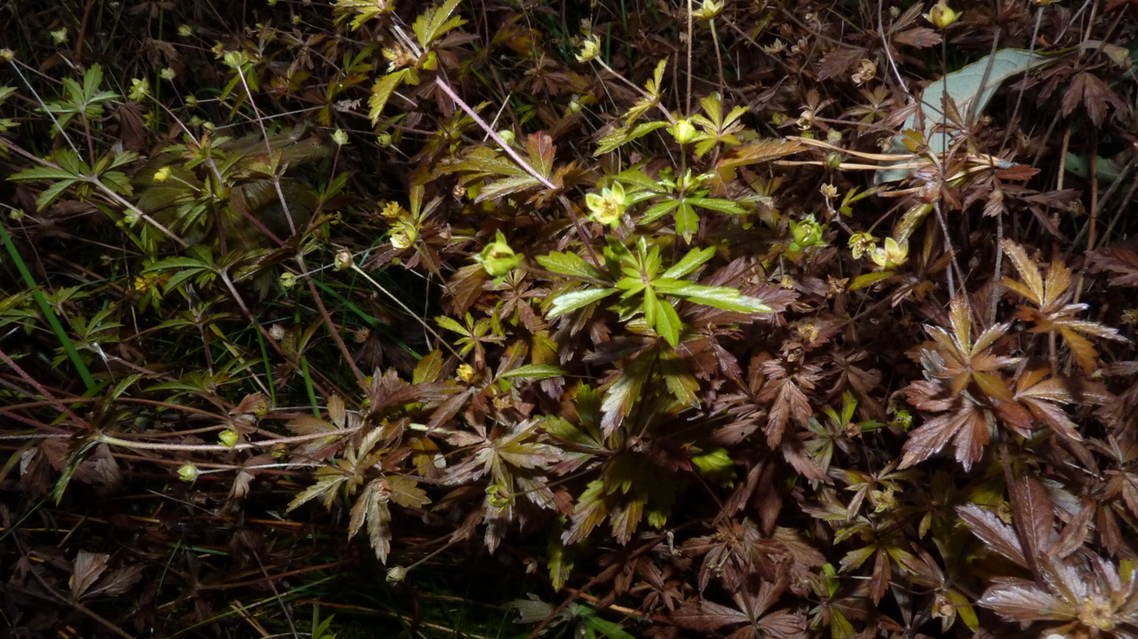 Image of Potentilla recta specimen.