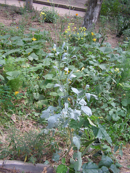 Image of Brassica napus specimen.