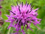 Centaurea scabiosa