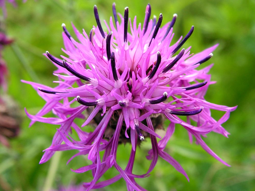 Image of Centaurea scabiosa specimen.
