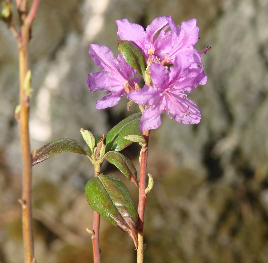 Image of Rhododendron dauricum specimen.