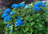 Hydrangea macrophylla