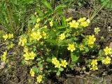 Potentilla fragarioides