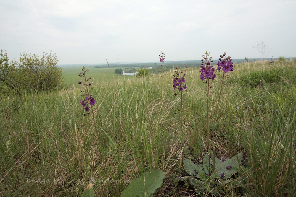 Image of Verbascum phoeniceum specimen.