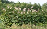 Filipendula camtschatica