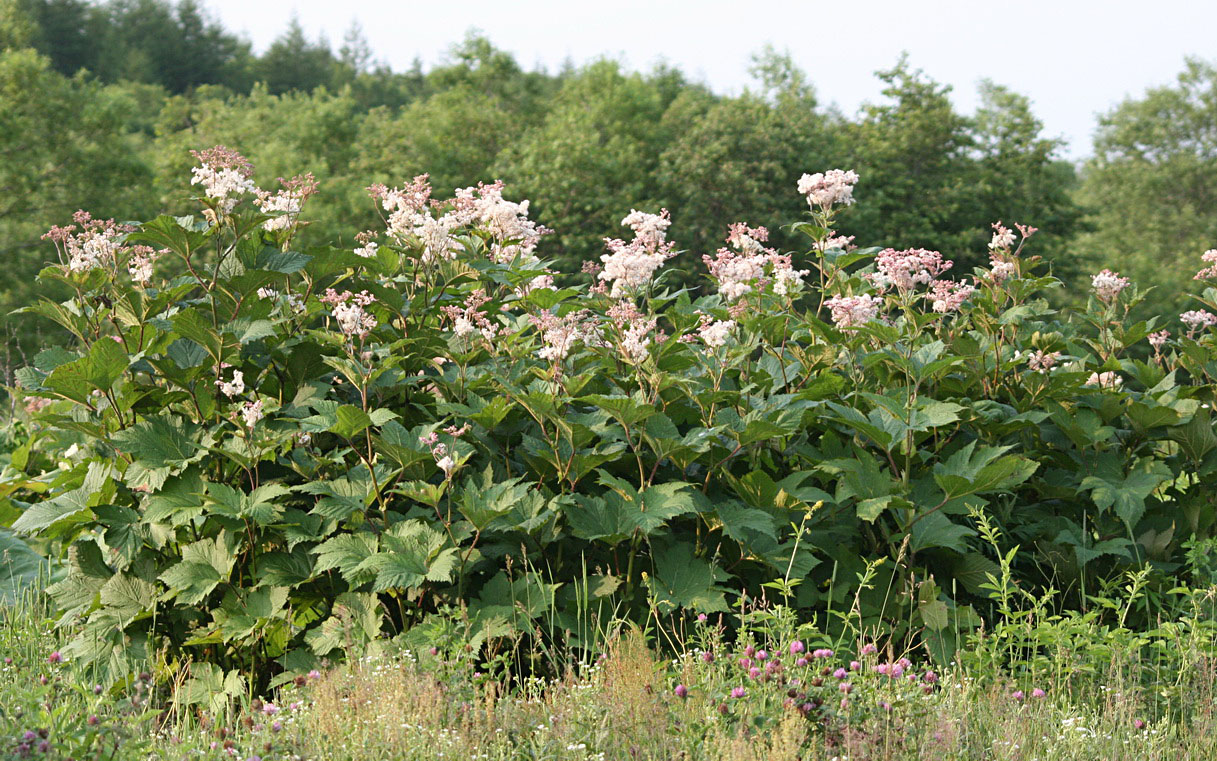 Image of Filipendula camtschatica specimen.