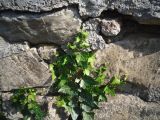Hedera helix