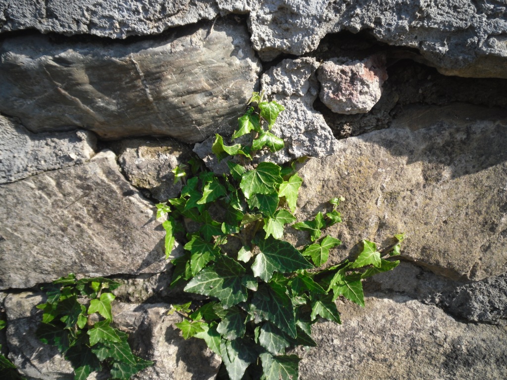 Image of Hedera helix specimen.