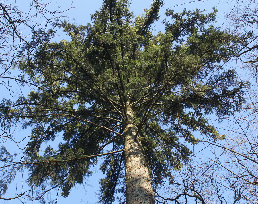 Image of Picea abies specimen.