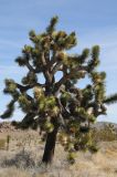 Yucca brevifolia. Взрослое растение с прошлогодними плодами. США, Калифорния, Joshua Tree National Park. 19.02.2014.