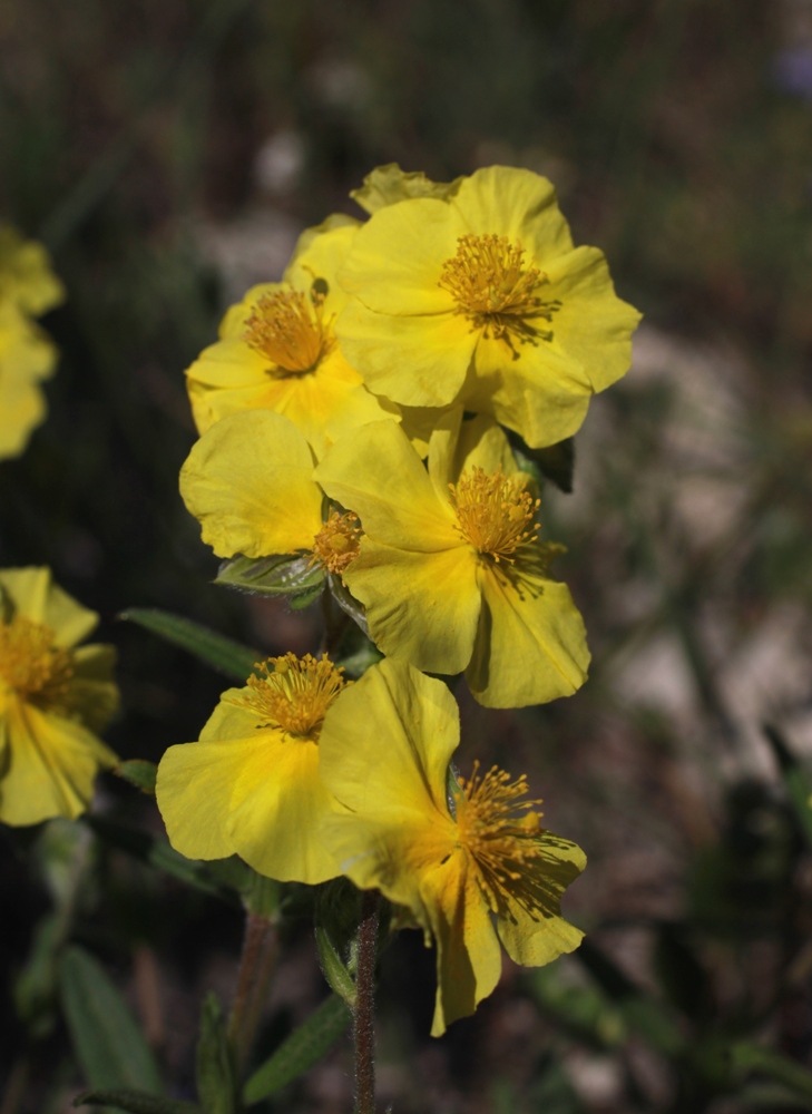 Image of Helianthemum nummularium specimen.