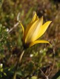 Tulipa biebersteiniana. Распускающийся цветок. Украина, г. Запорожье, северо-западная часть о-ва Хортица, скалистый берег. 05.04.2014.