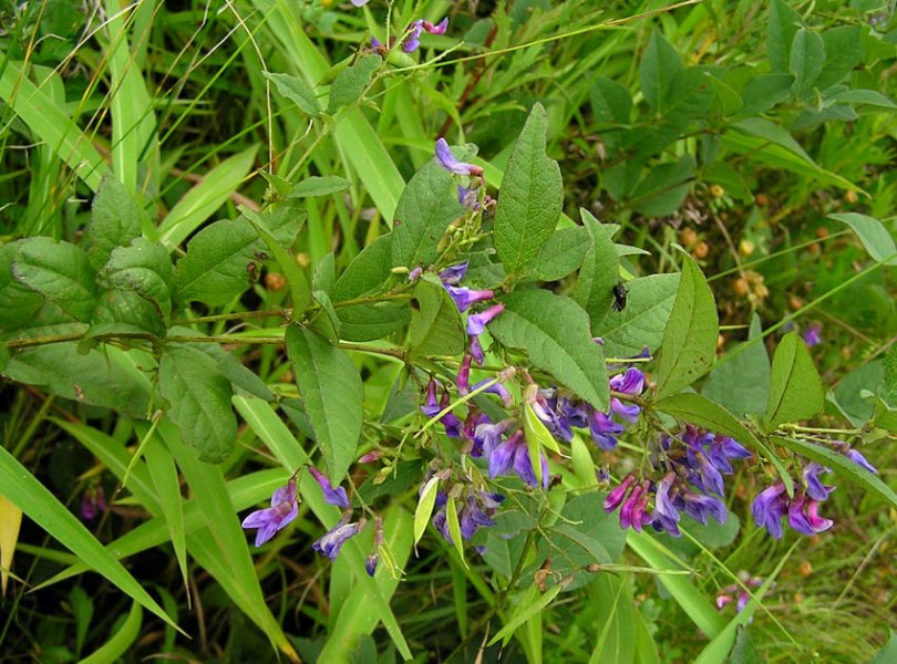 Image of Vicia unijuga specimen.